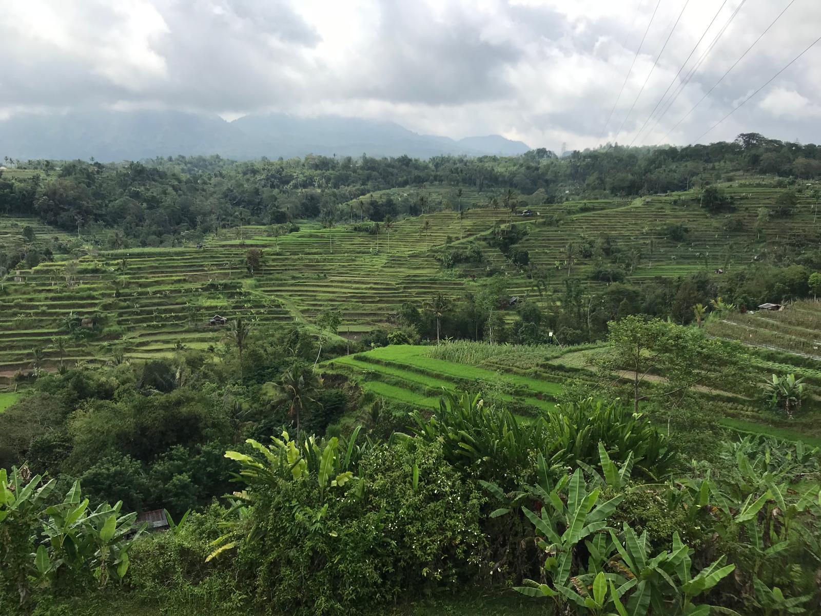 Bali - Terrazas de Arroz